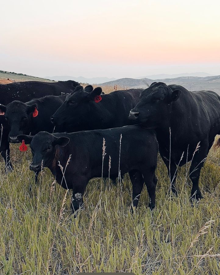 Black Angus heifers and calf in tall grass