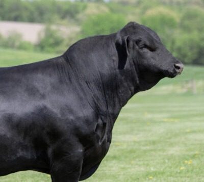 Close-up of Nelson Ridgeline 3123 Black Angus sire