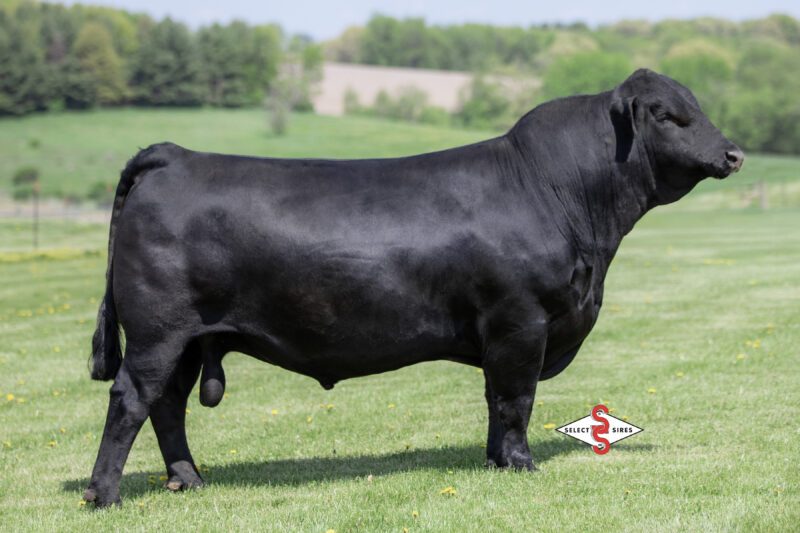 Nelson Ridgeline 3123 Black Angus herd sire genetics